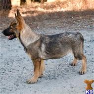 german shepherd puppy posted by Yosemite _Shepherds